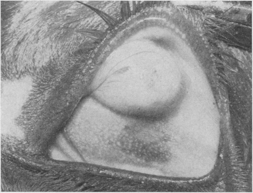 Ocular defects in a foal LEFT EYE Macroscopical examination The eye was of about normal size but showed a rounded anterior staphyloma (Fig.