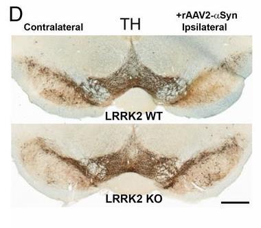 Inhibition of LRRK2 protects from α-synuclein induced dopaminergic neurodegeneration LRRK2 KO Rats AAV-SYN Blocks
