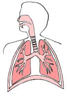 Particle Deposition in the Lungs Larger particles deposit in the upper airways