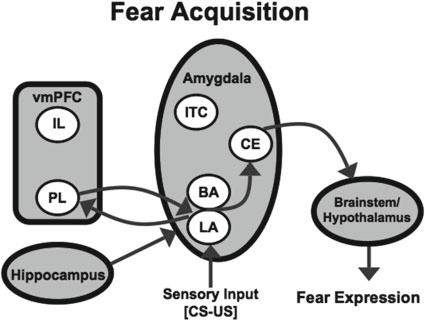 5 Fig. 1 Neurocircuitry supporting fear acquisition.