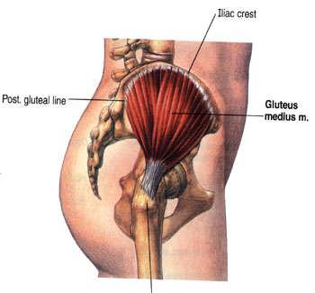 GLUTEUS MEDIUS Covered partially by Gluteus maximus Origins: dorsal surface of the ilium between the anterior and