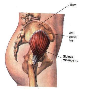 GLUTEUS MINIMUS Covered completely by Gluteus medius.