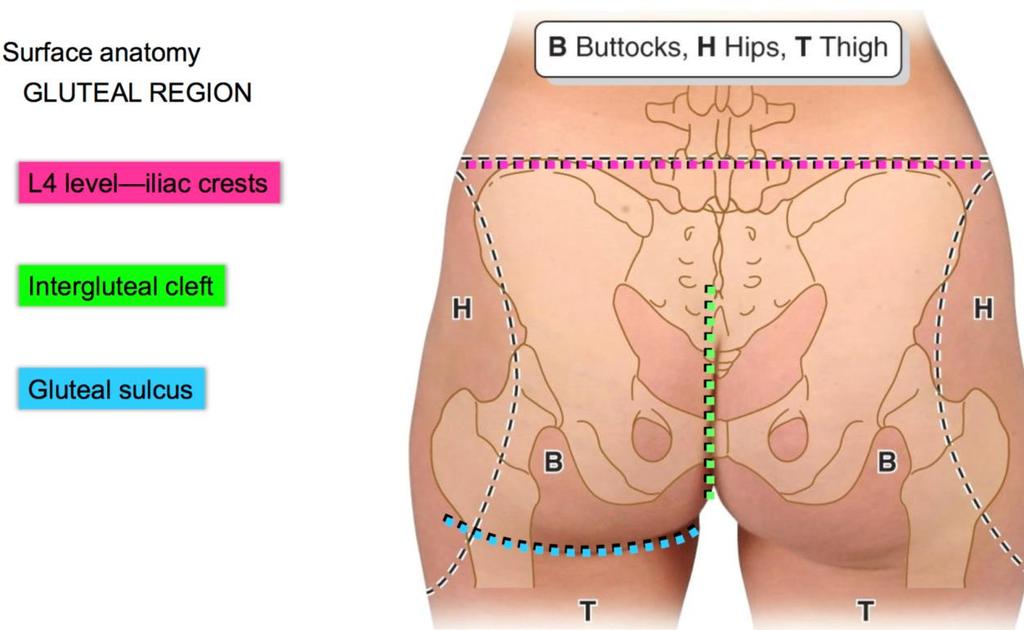 Gluteal region The transitional area between the trunk and the lower extremity.
