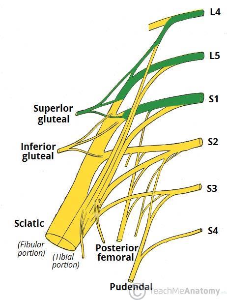Nerve to obturator internus Ventral rami of V (L5, S1,