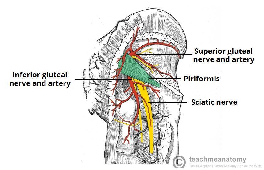 Superior gluteal artery Branch of posterior division of Internal Iliac artery.