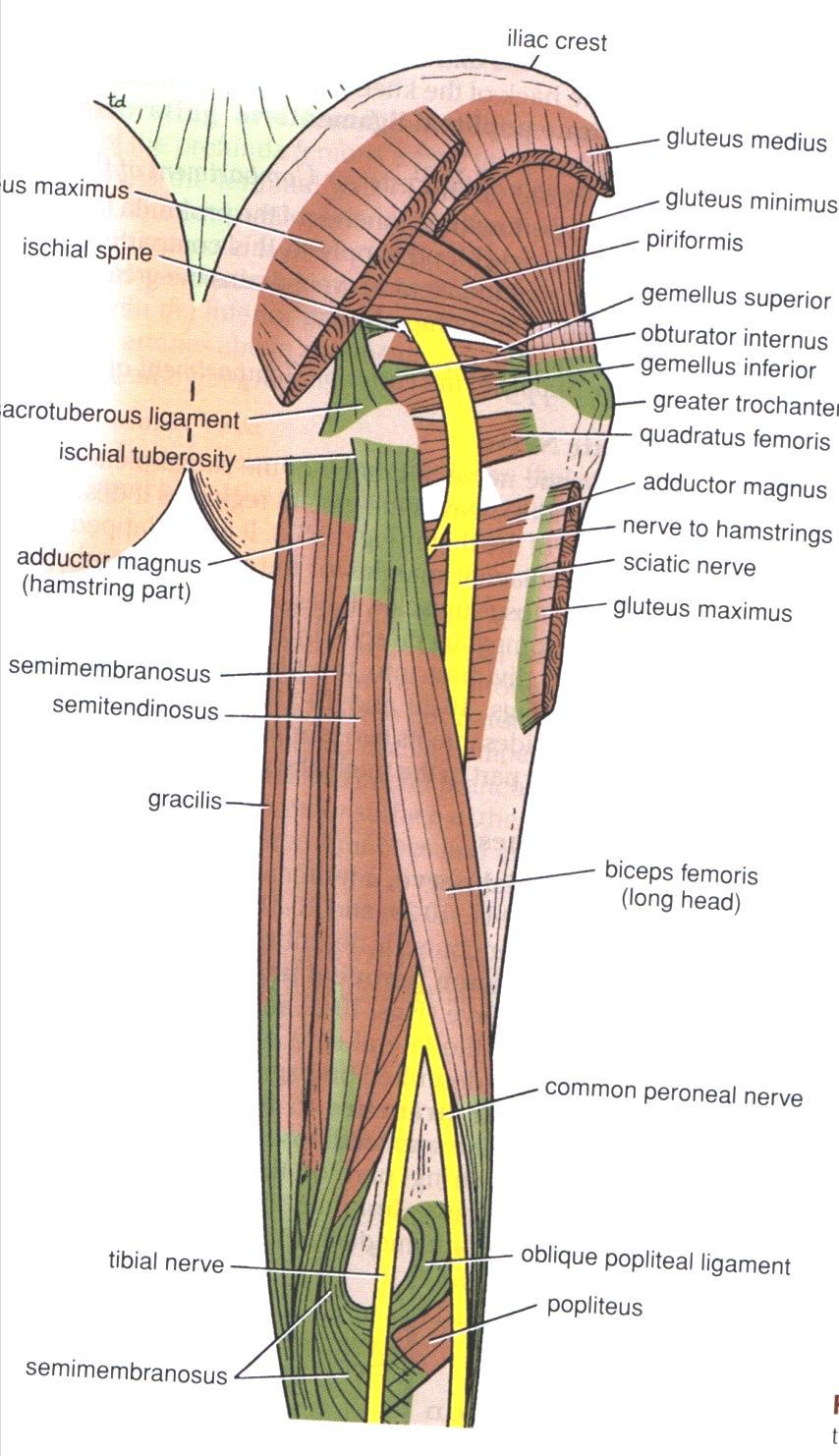 Hamstring muscles These are: Semi-membranosus
