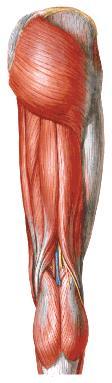 Semitendinosus - usually fusiform tapering distally into a long cylindrical tendon at the popliteal region to be inserted to the upper medial surface of the tibia, adjacent to the attachments of the