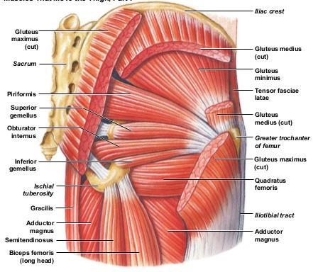 Deep layer Muscles of Gluteal region Gluteus minimus Reflected