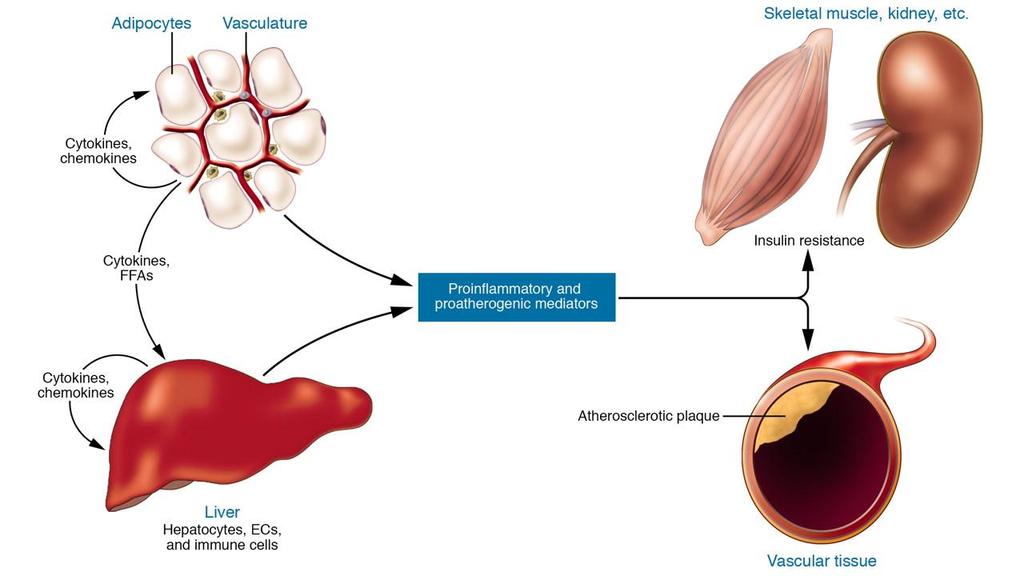 Systemic Effects of Inflammation in Insulin Resistance and Cardiovascular Disease EC =