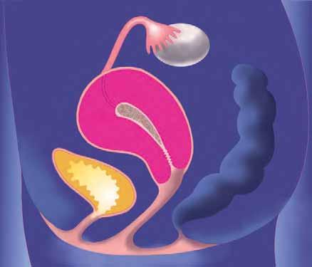 Fallopian tube Ovary Uterus Uterine