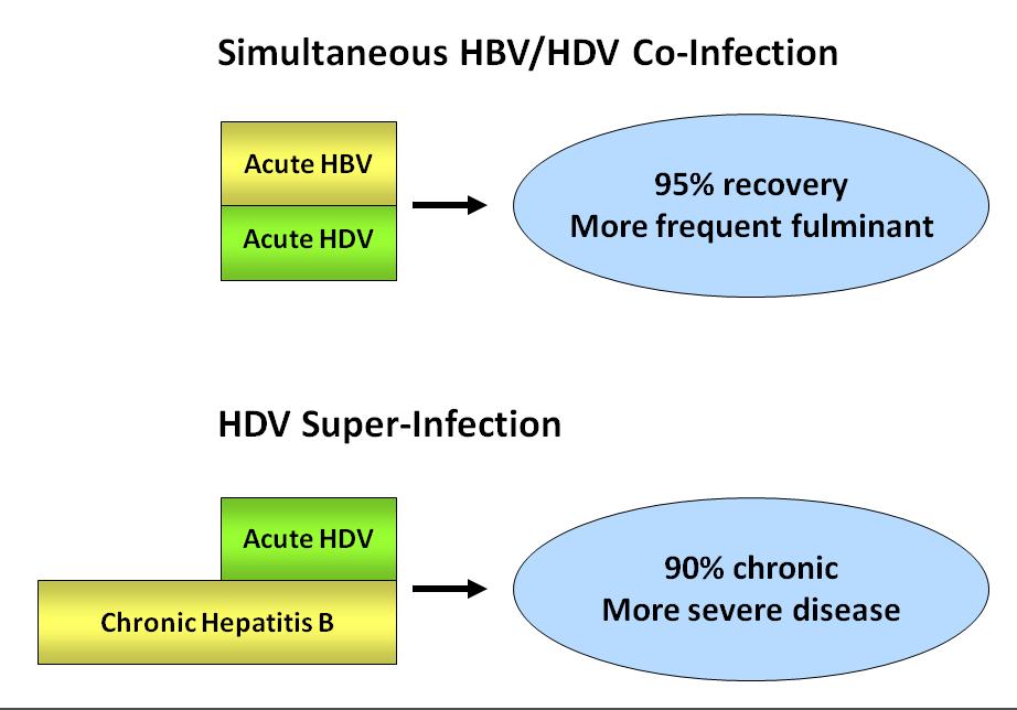 HDV Natural History Increased prevalence of cirrhosis compared with HBV mono-infection OR2.64 (1.55-4.
