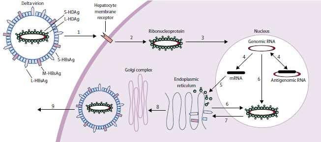 HDV - Virology Small single stranded RNA virus: 36 nm diameter 1700 nucleotide genome Defective: Only infects those with hepatitis B