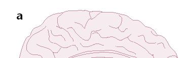 5.10 Memory The medial temporal lobe is responsible for conscious memory.