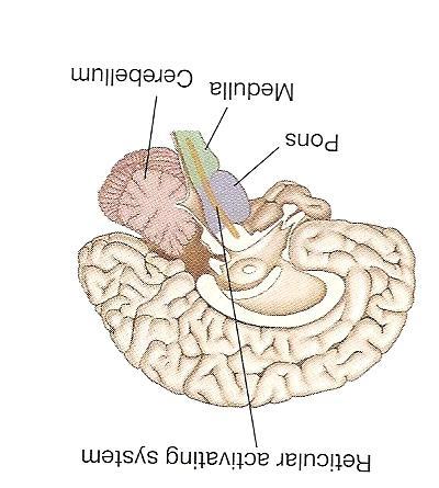 The Brain Location of function brain areas for particular functions Brain stem top of spinal cord ; pons & medulla Pons sleeping; waking and dreaming Medulla some automatic functions; breathing and