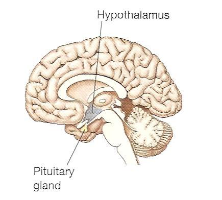 The Brain Thalamus relays sensory message (except smell) to the cerebral cortex Traffic officer of the brain directs to higher area