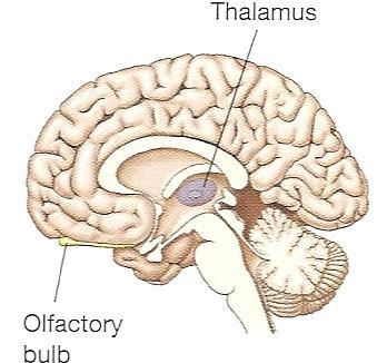 pencil; thread needle Hypothalamus and pituitary gland Hypothalamus Emotions; survival (hunger; fear; thirst; sex; reproduction)