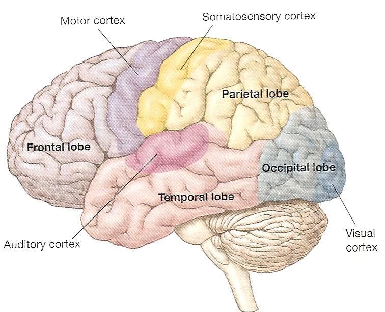 Lobes of the Cortex Occipital visual cortex receive visual information blindness / recognition Parietal somatosensory cortex receive info; pressure; pain; touch Temporal