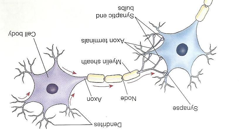 3 Structures of the Neuron Dendrite branches that receive information from other neurons & transmits information toward the cell body (tree like) Cell body - keeps neuron alive; determines if it will