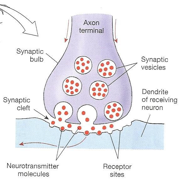How Neurons Communicate Action potential brief change in electrical voltage that occurs btw the inside /outside of axon when a neuron is stimulated;