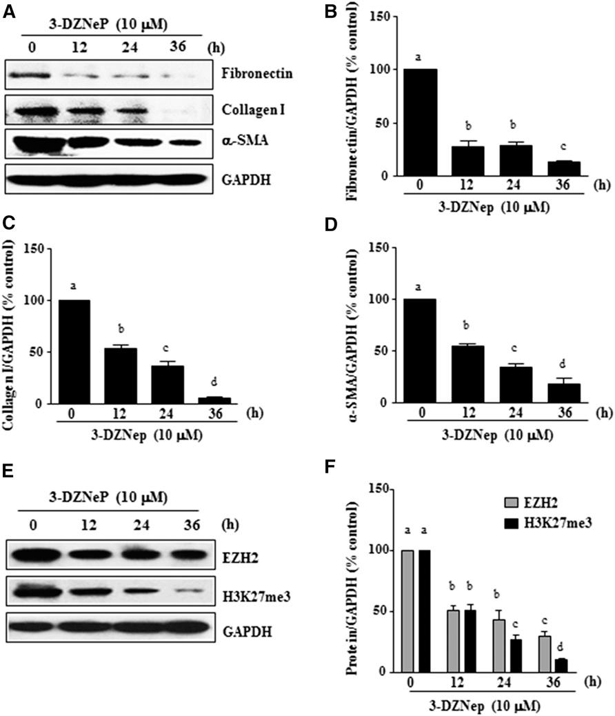 In this study, we examined the effect of pharmacologic EZH2 inhibition on the activation of cultured renal interstitial fibroblasts and the development and progression of renal fibrosis in a mouse