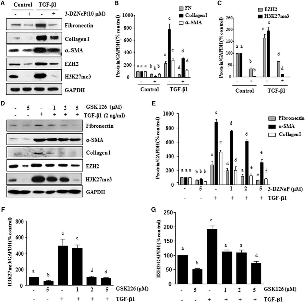 BASIC RESEARCH EZH2 Mediates TGFb1-Induced Activation of Renal Interstitial Fibroblasts In light of the fact that the cytokine TGFb1 induces transformation of quiescent renal fibroblasts to