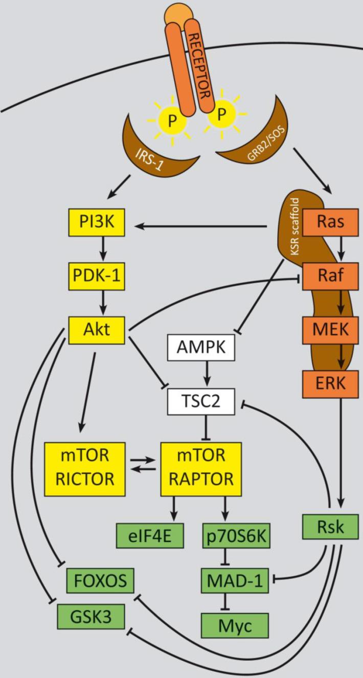 352 Nevertheless the effect of paradoxical MAPK pathway activation has not been integrated in this debate to date and requires further investigation.