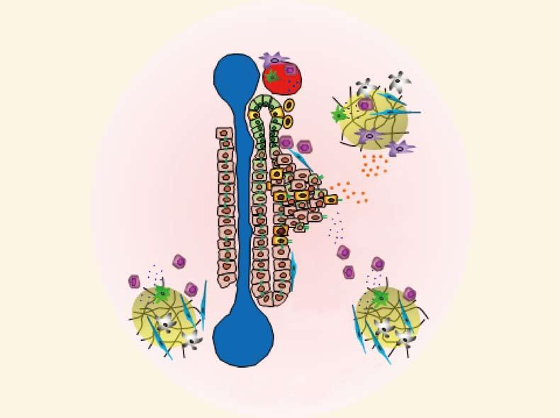 lobule Normal stem cell-nlohe B Kupffer cells Genetic epigenetics