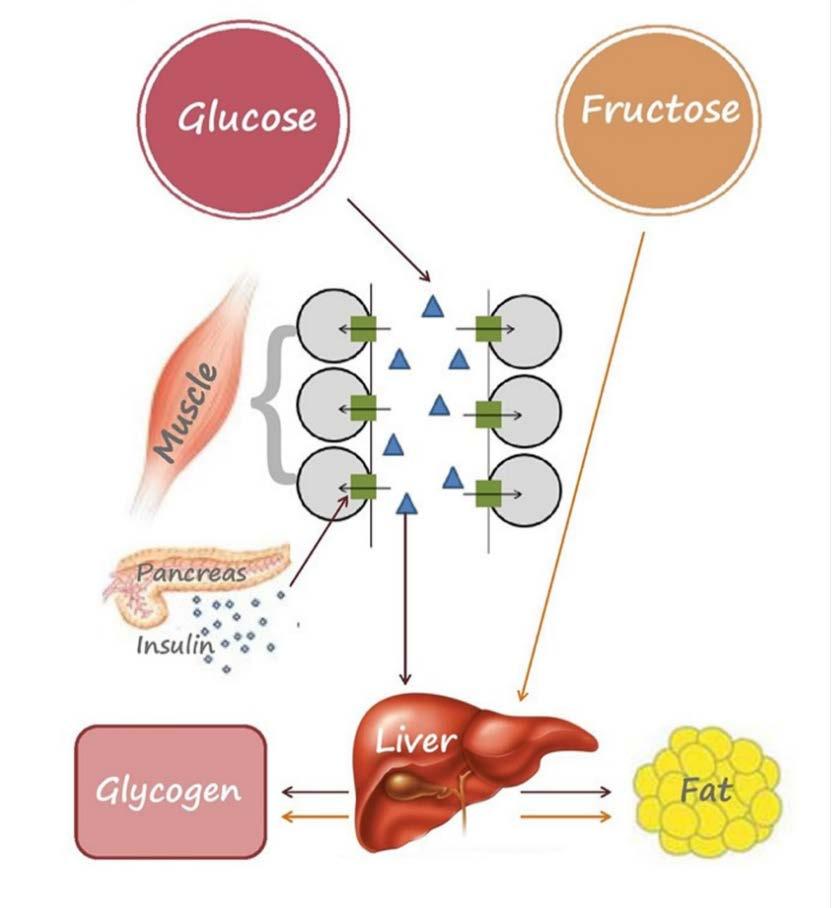 Glucose travels to the blood to other tissues first, then to the liver if there is enough.