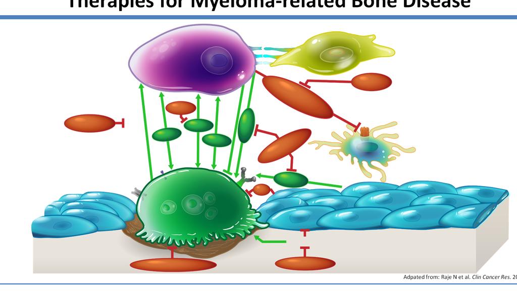 Therapies for Myeloma related Bone Disease VCAM1 CD40 MUC1 MULTIPLE MYELOMA PLASMA CELL BONE MARROW STROMAL CELL VLA 4 CD40L ICAM1 BHQ880 MLN3897 LY2127399 Wnt receptor BAFF MIP 1a MESENCHYMAL CELL β