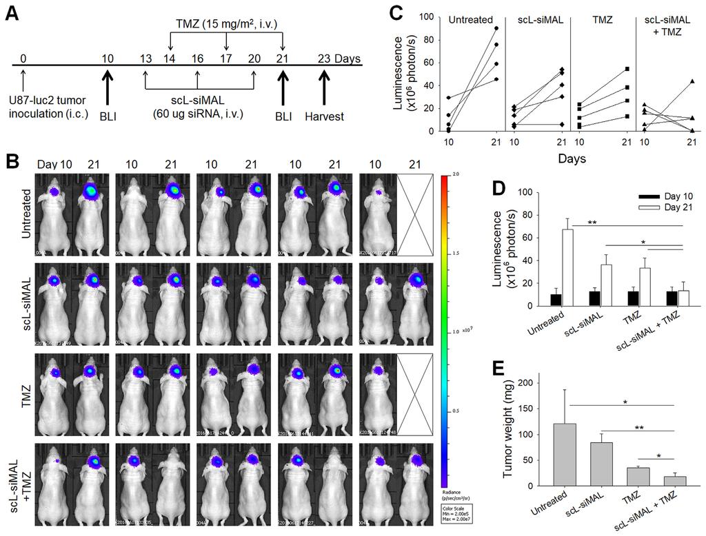 Nucleic Acids Research, 2018, Vol. 46, No. 3 1435 Figure 7. MALAT1 down-modulation inhibits GBM tumor growth.