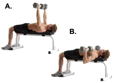 Lower weight to sides of upper chest until slight stretch is felt in chest or shoulder.