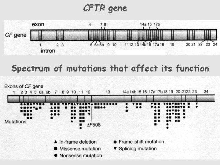 Cystic Fibrosis: Mutations Define the genetic cause of the disease. What gene(s) are affected? What is the locus on the human genome? Briefly describe the wild-type function of the gene product.