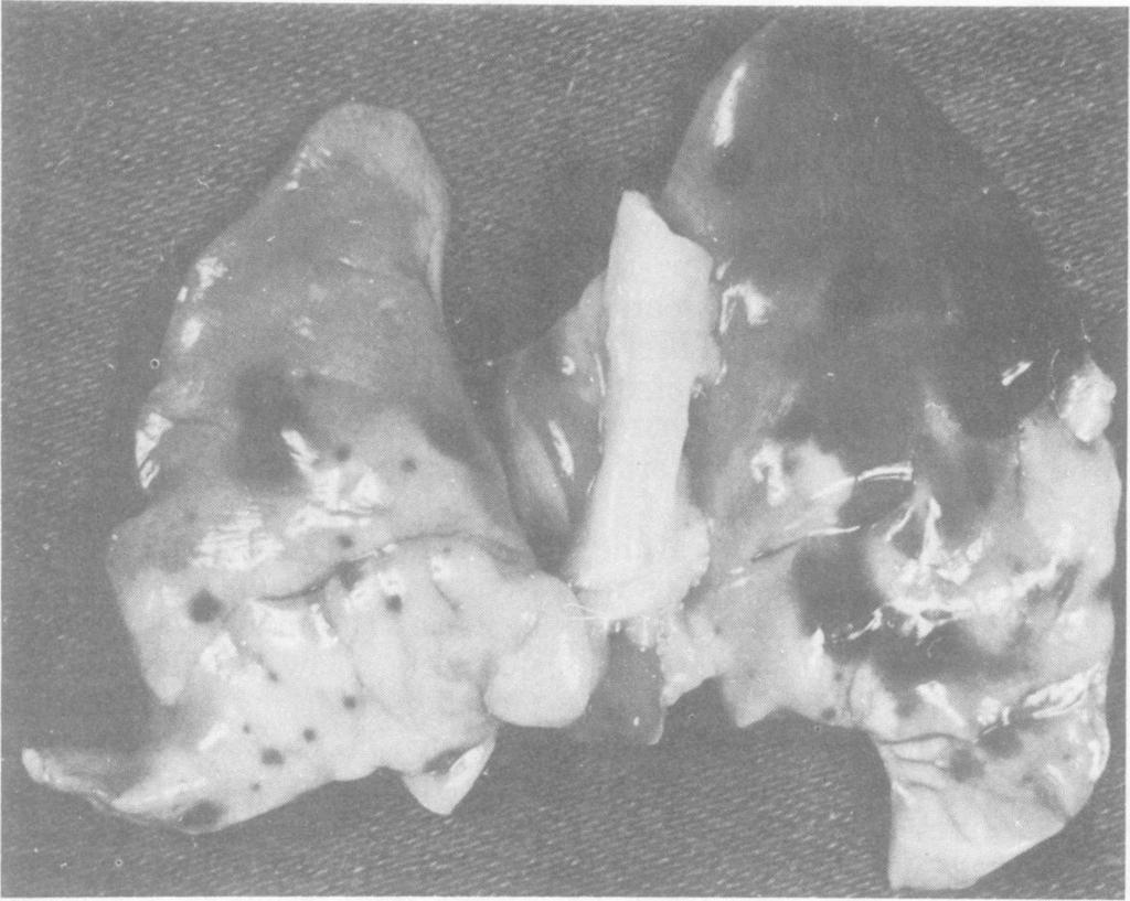 1288 THOMPSON ET AL. INFECT. IMMUN. FIG. 2. Lunzgs of a warfarin-treated rabbit that died 3 days after the onset of streptococcal endocarditis.