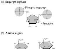 C. Carbohydrates: Sugars and Sugar Polymers Chemically modified monosaccharides include the sugar phosphates and amino sugars.