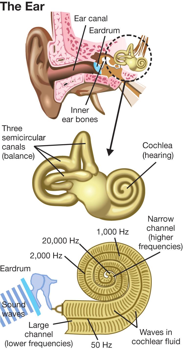 How we hear sound The inner ear How the cochlea works The range of human hearing Hearing ability changes with time Hearing can be damaged by loud noise The inner ear has two important functions