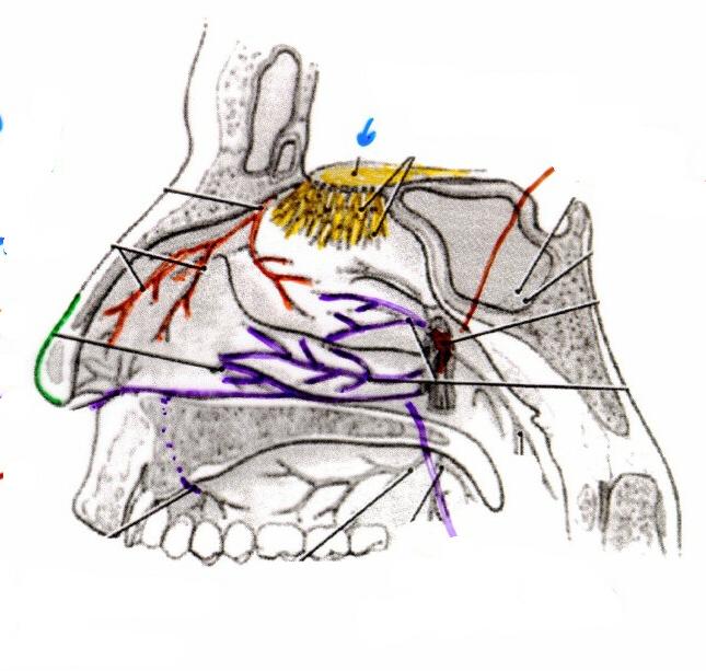 Nerves 1.Olfactory N. - SVA smell; Olfactory Area NERVES of NASAL CAVITY 2.General Sensation GSA - touch, pain, etc. - V1 Anterior Ethmoidal N. [- V2 Nasal Branches - V2 Nasopalatine N.] ANT.
