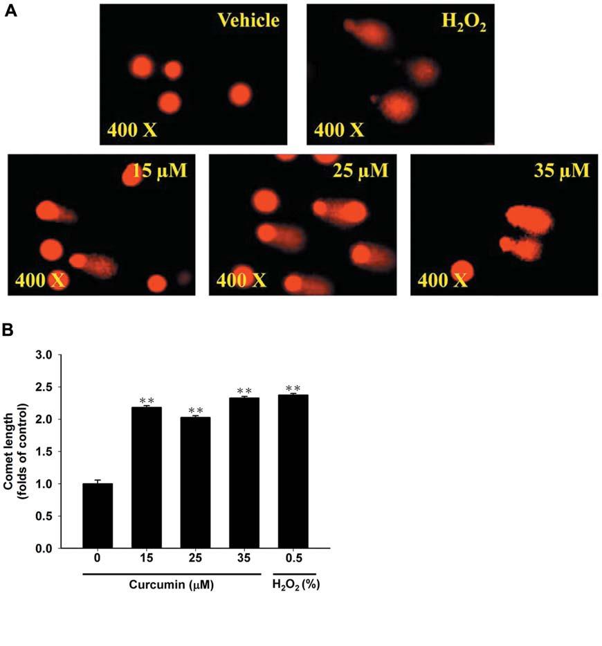 Ting et al: Curcumin Effects in Human Lung Cancer Cells Figure 2. The effects of curcumin on DNA damage in NCI-H460 cells. Cells were treated with 0, 15, 25 and 35 μm in 0.1% DMSO for 24 h.