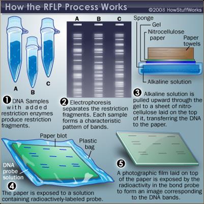 The first method for creating a DNA profile was RFLP, or restriction fragment length polymorphism.