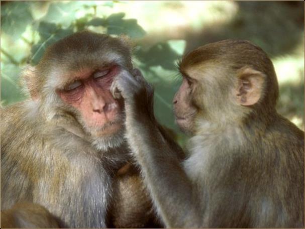 Rhesus monkeys have an important history with humans and have aided a great deal of medical and scientific research.