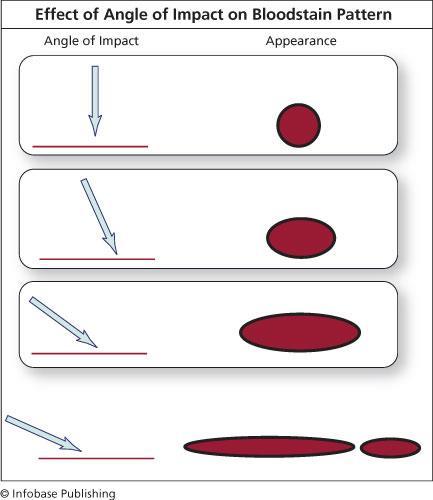 Effect of Angle of Impact The size and shape of blood droplets