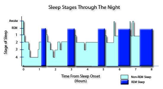This figure shows the transitions and relative amount of time spent in each stage of sleep in a typical night for a human adult.