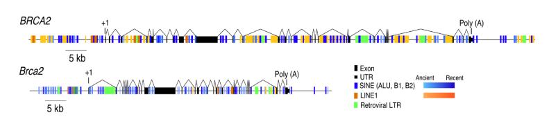 Alignment key parameters - Repeats Close proximity with genes :
