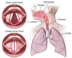 Breathing and the Voice Speaking or making any vocal noises requires active exhalation as air forced out past the vocal cords in the larynx cause these structures to vibrate and produce sound.