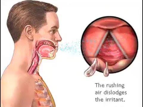 Coughing The diaphragm contracts involuntary when we inhale deeply before a cough.