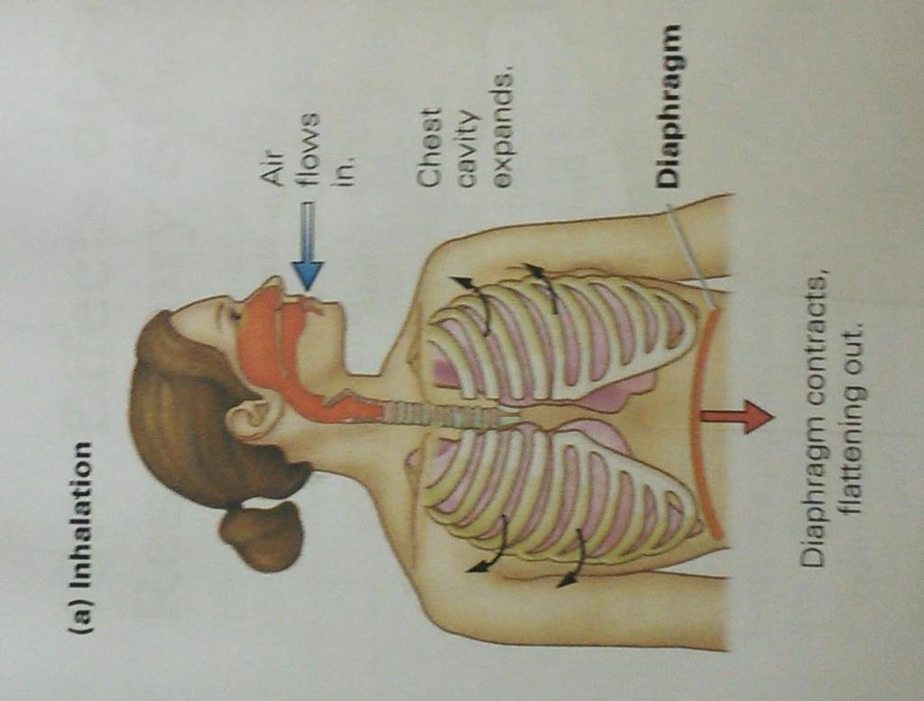 Diaphragm The diaphragm separates the digestive and reproductive systems.