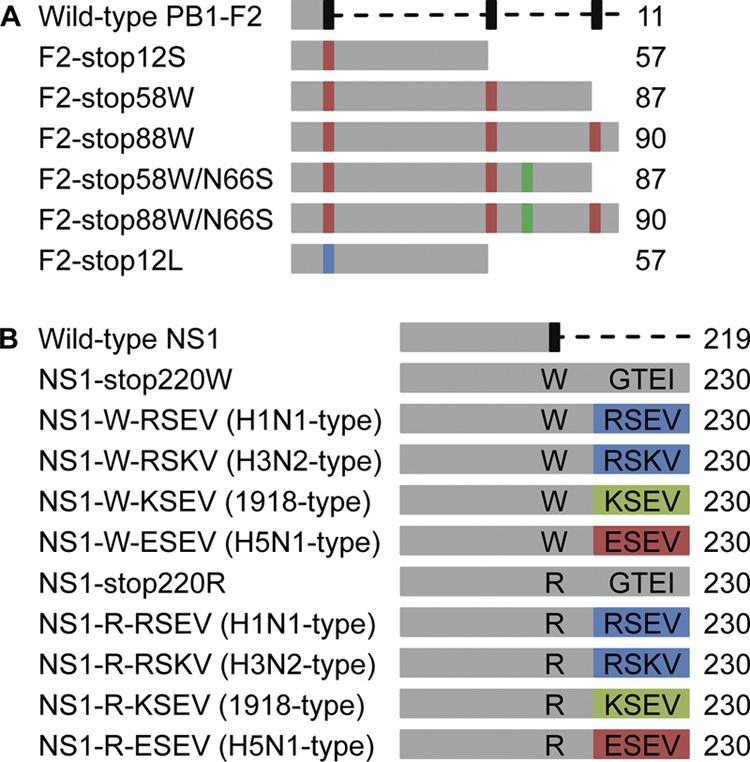 VOL. 85, 2011 NOTES 4597 FIG. 1. Schematic diagrams of the wild-type and mutant genes tested in this study. (A) PB1-F2 variants.