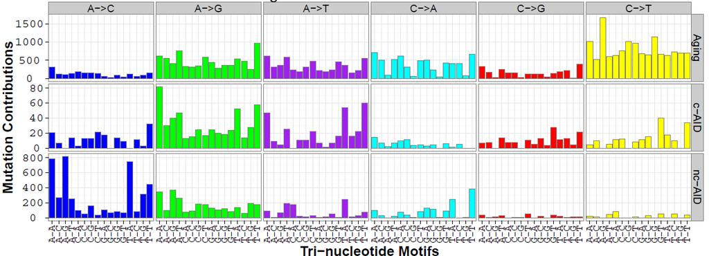 from Alexandrov et al 1. b) Tri-nucleotide frequency of the human genome displayed using a 96 substitution matrix.