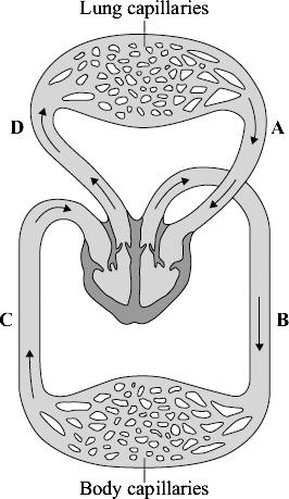6 The diagram shows the human circulation system.