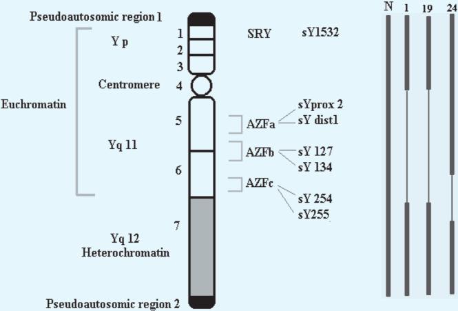 J.Cell.Mol.Med. Vol 7, No 1, 2003 largely unknown and an associated Y chromosome microdeletion cannot be ruled out.