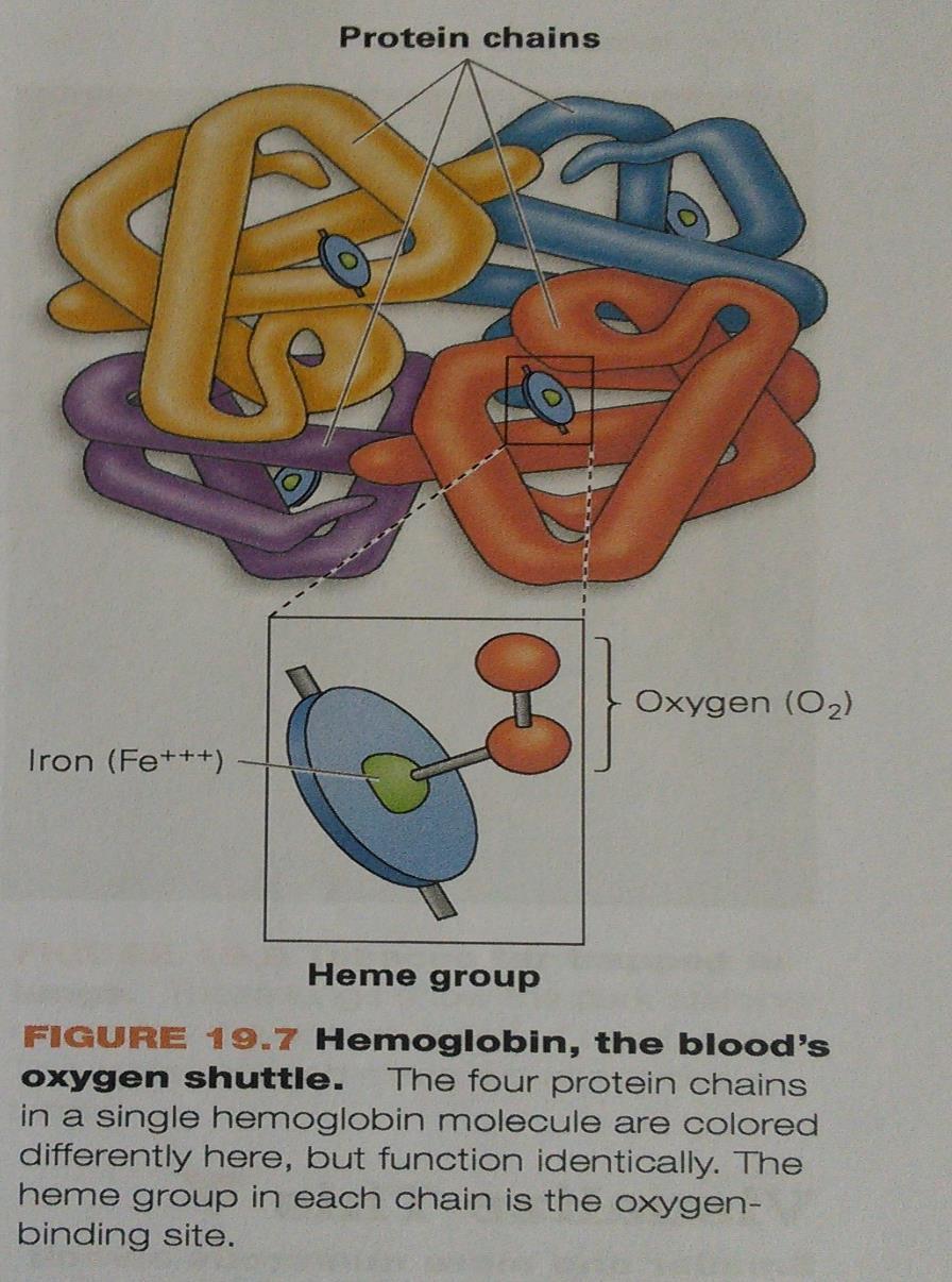 Hemoglobin has 4 separate protein chains. Each protein chain has a single iron atom (Fe 3+ ).